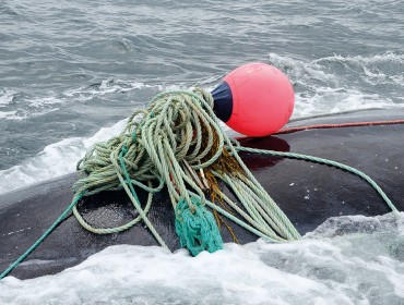 A right whale entangled in fishing gear. 