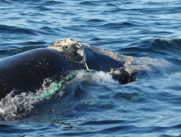 Right whale showing injuries from entanglement with fishing gear.