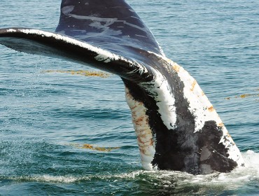 A right whale that has recovered from wounds linked to fishing gear.