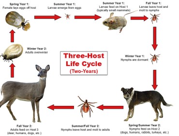 The tick life cycle.