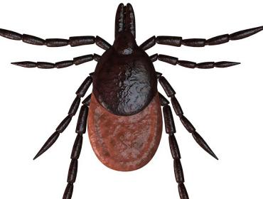 tick image