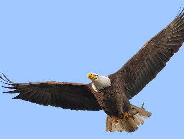 eagle