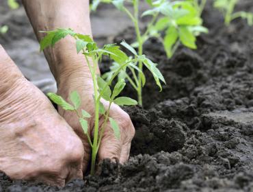 gardening photo