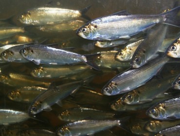 Alewives migrating