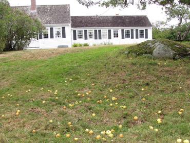 Dropped apples on Swan's Island.