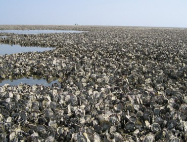 mussel beds