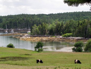 Belted Galloways graze in East Blue Hill at the head of Blue Hill Bay.