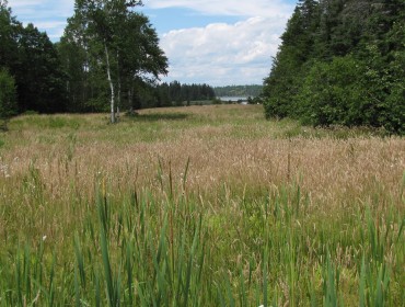 A field in early spring on North Haven.