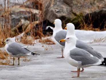 Gulls on the coast.