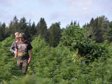 Harvesters walk the rows of hemp, selectively harvesting plants which have unexpectedly matured. When the harvest is fully underway, Schoppee Farm will employ between 50 and 100 local people per month, a well-received addition to the Washington County eco