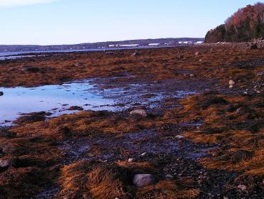 Low tide on the west side of Sears Island in Searsport.