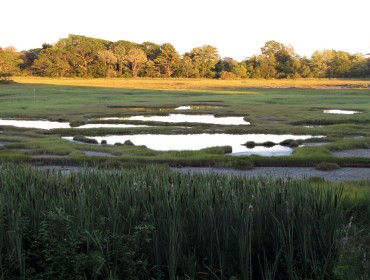 A salt marsh in Southern Maine.