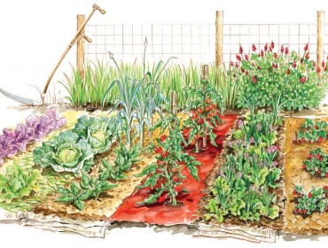 A raised-bed garden