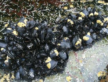 mussels on rocks