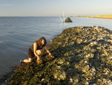 Oyster restoration on Mobile Bay in Alabaman.