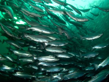 Salmon raised in a tank.