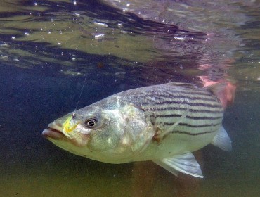 A striped bass in an underwater image.