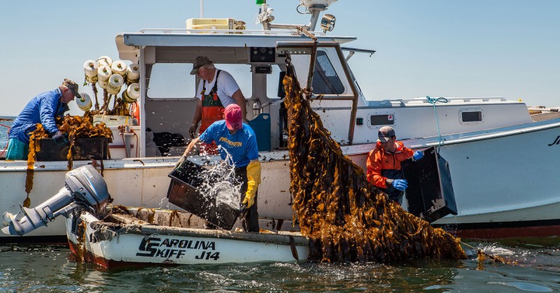 Lobsterman Keith Miller and crew harvest kelp in St. George, Maine