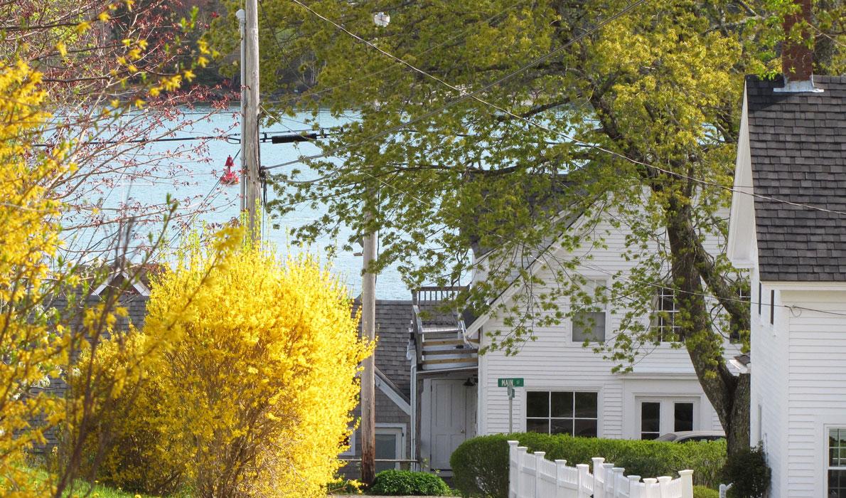 Forsythia in bloom.