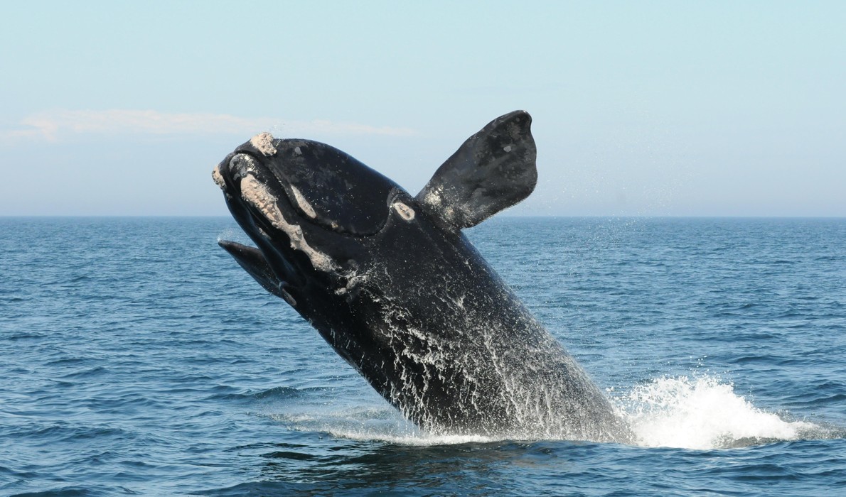 A North Atlantic right whale breaches in the Bay of Fundy. PHOTO COURTESY ANDERSON CABOT CENTER FOR OCEAN LIFE, NEW ENGLAND AQUARIUM