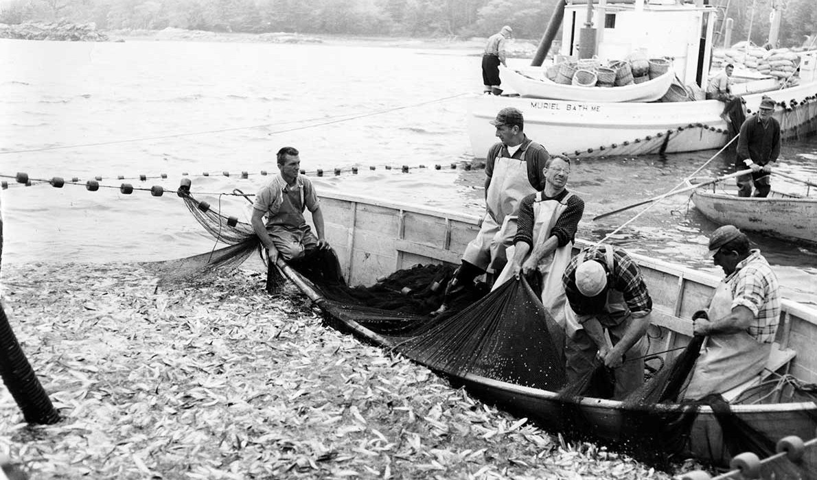 This image from the National Fisherman photo collection at the Penobscot Marine Museum in Searsport shows men harvesting herring, or sardines, in the Midcoast.