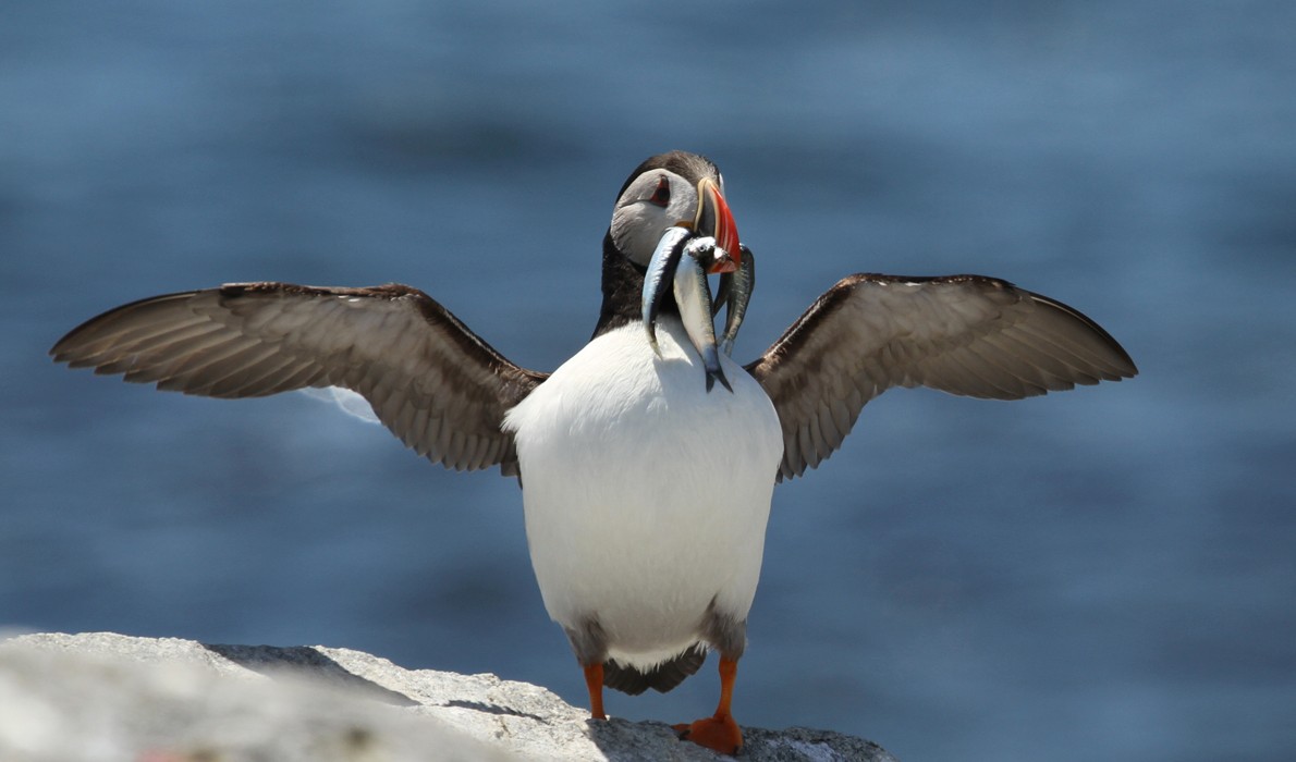 A puffin with a mouth full of fish. PHOTO: COURTESY PROJECT PUFFIN