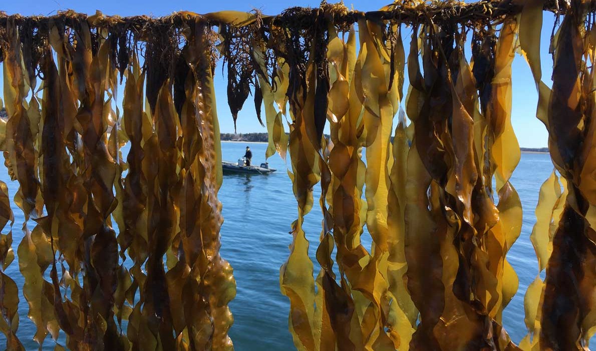 Kelp