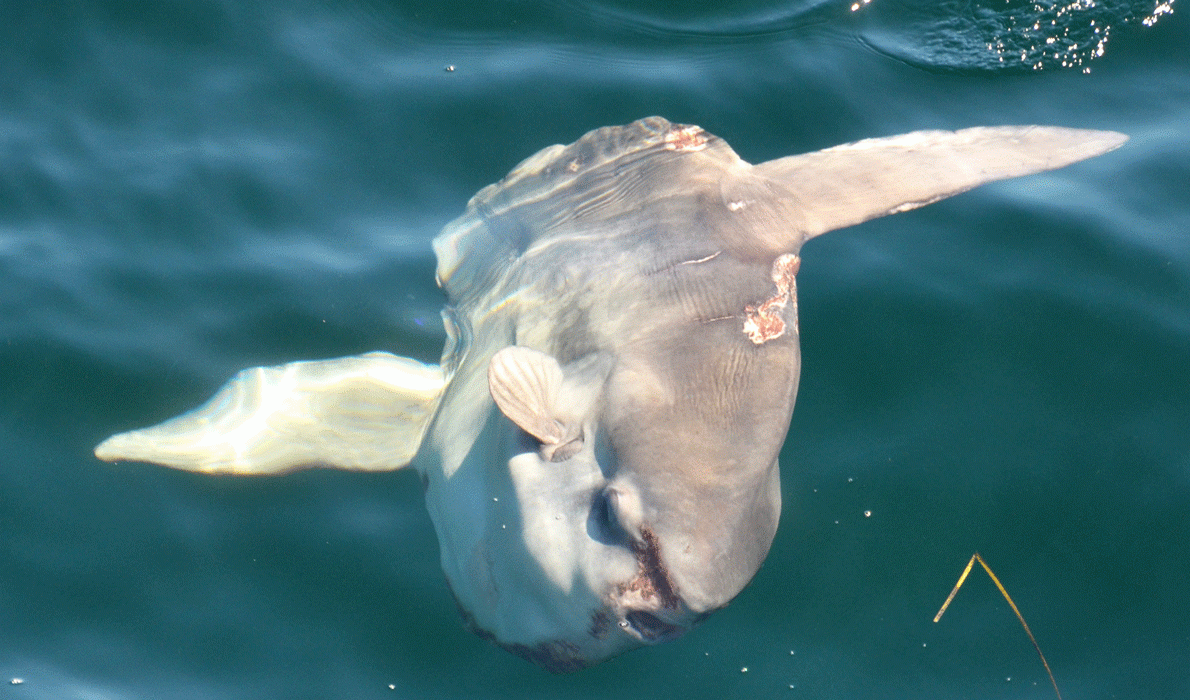 Mola mola, also known as the ocean sunfish.