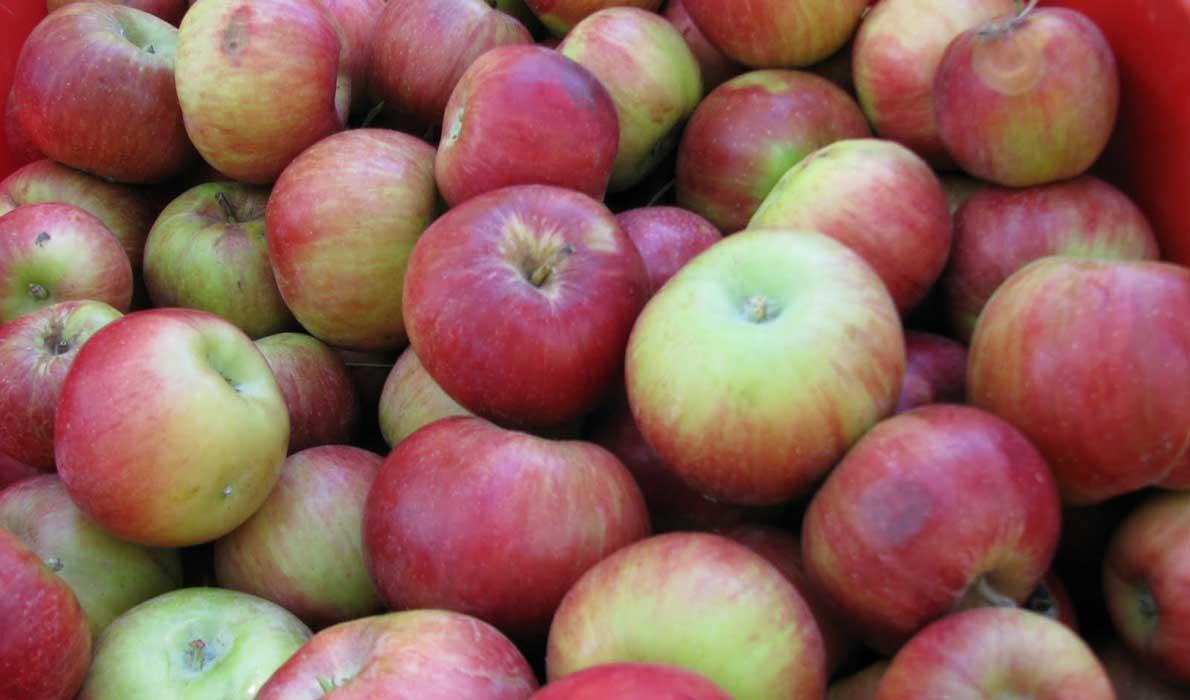 Apples ready for the press