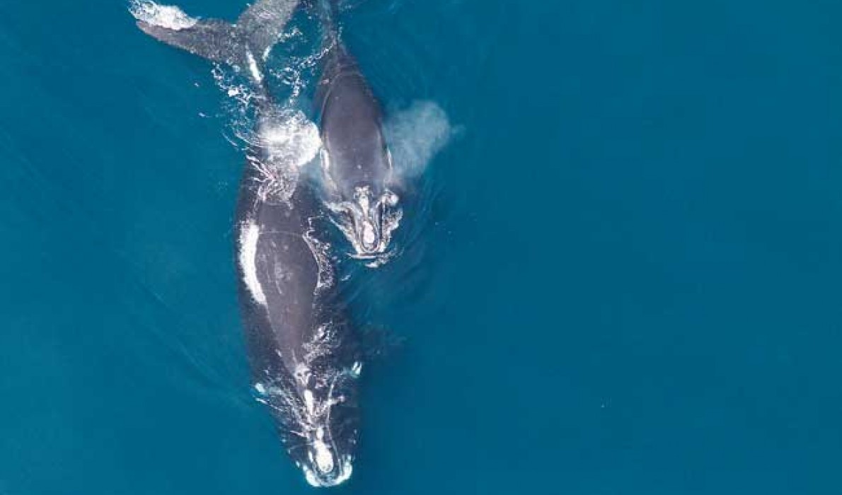 A female right whale and its calf.