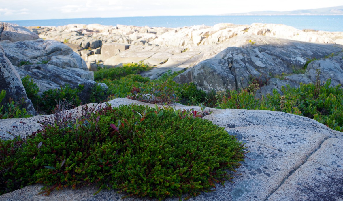 Crowberry on Schoodic