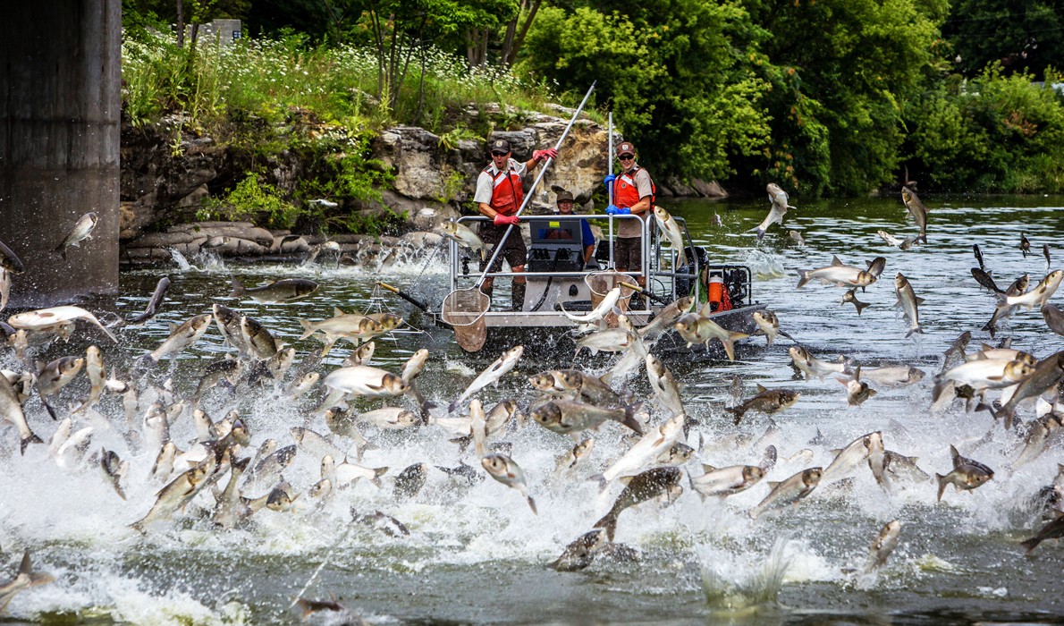 Silver carp jump in the Fox River.