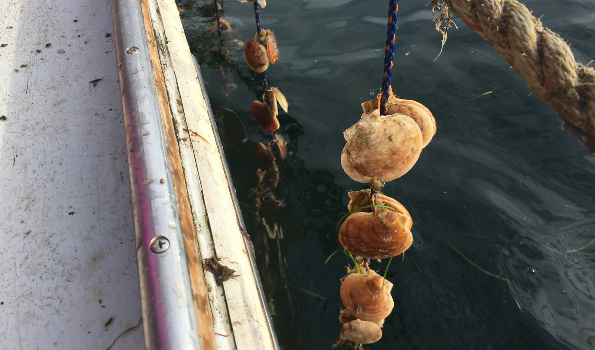 Scallops being grown on ropes.