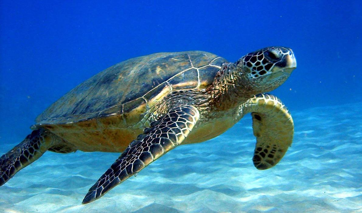 Sea turtle