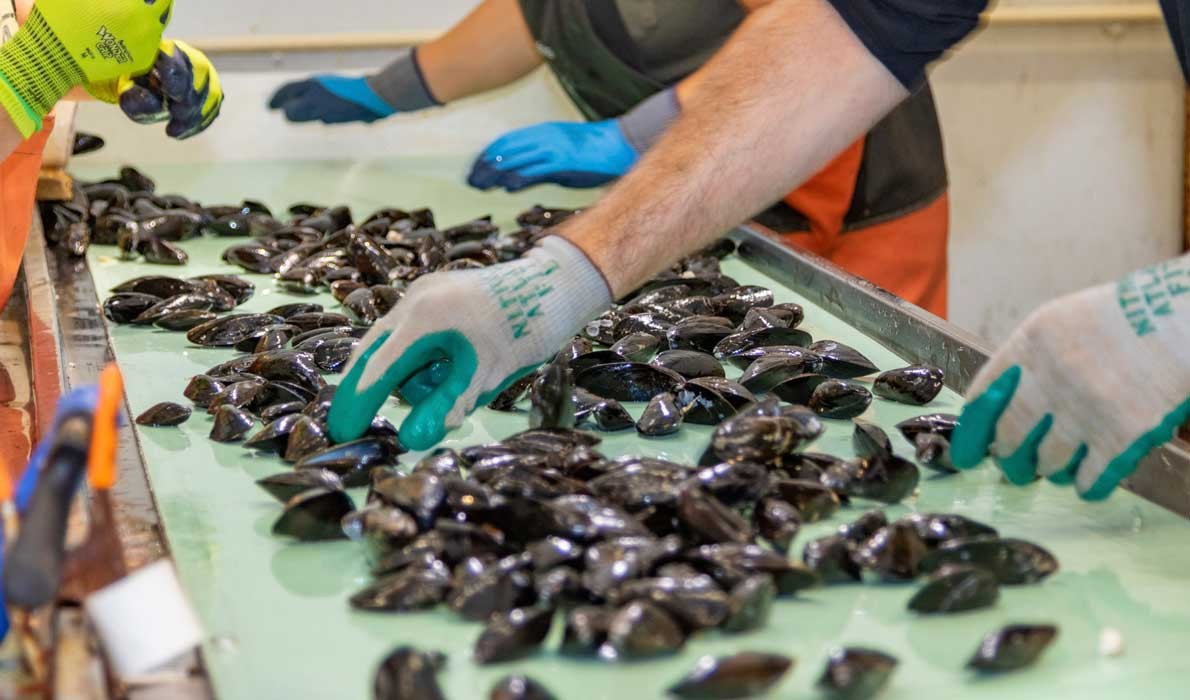 Sorting mussels