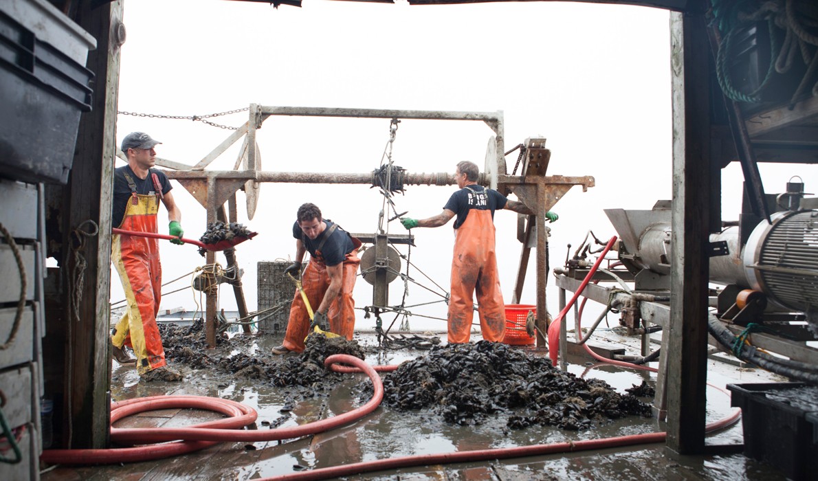 Harvesting mussels.