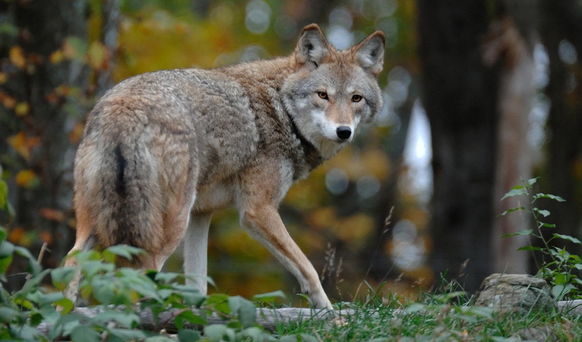 Coyote in Maine