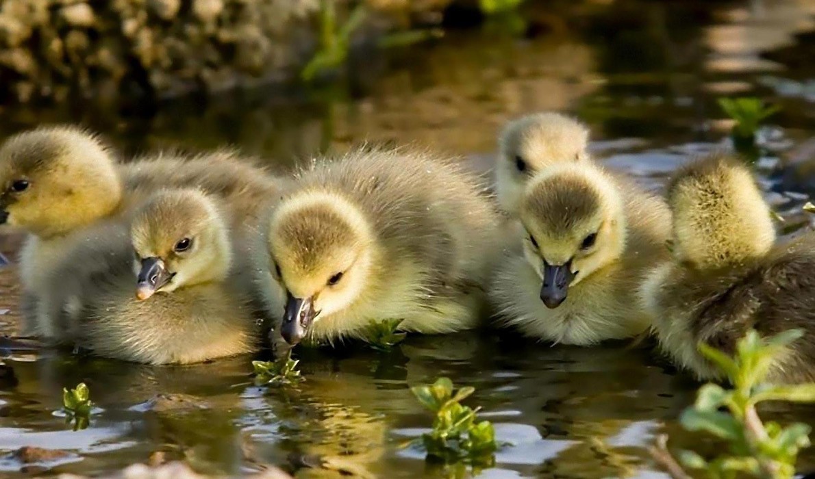 Who doesn't love cute little duckies?