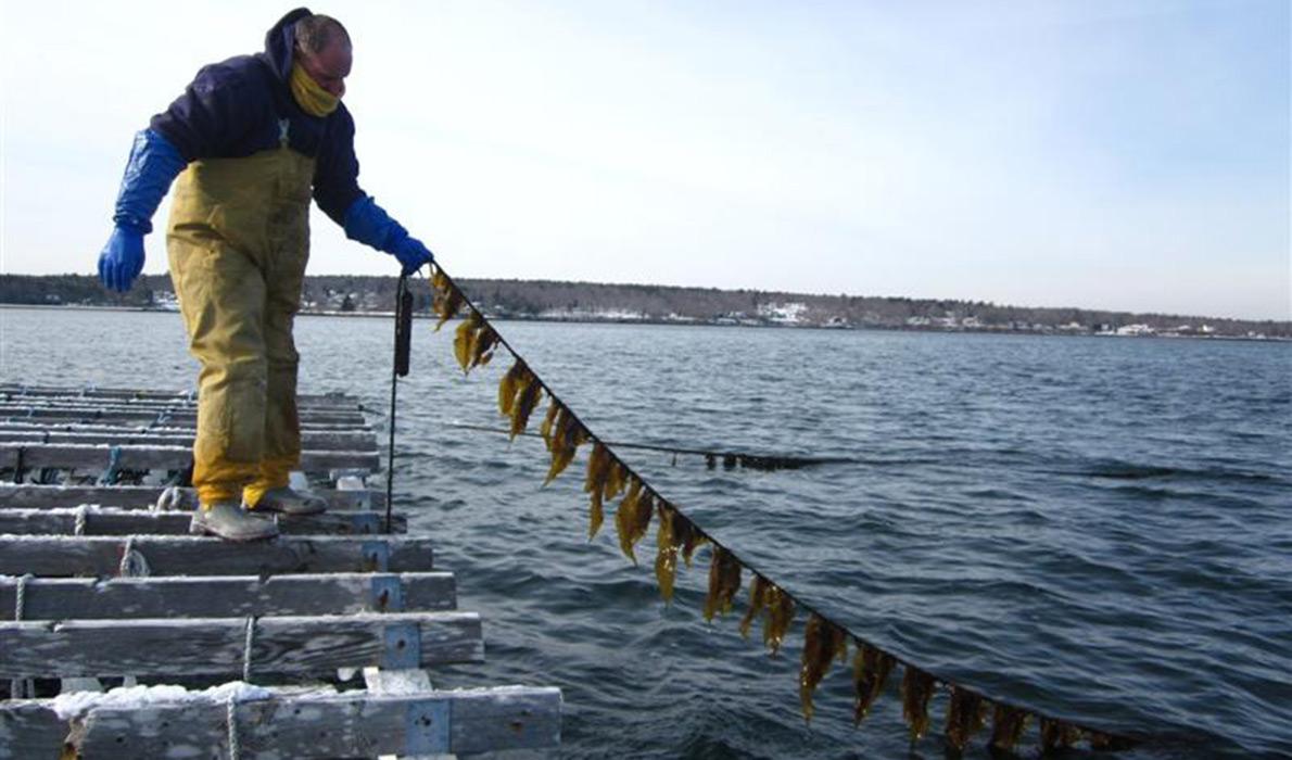 Paul Dobbins with kelp