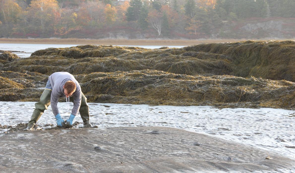 Inspecting clam beds.