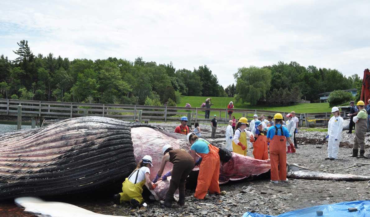 Whale necropsy underway.