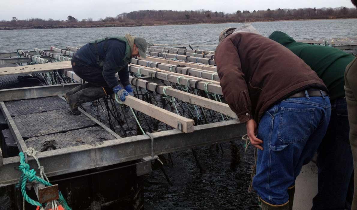 Mussel raft.