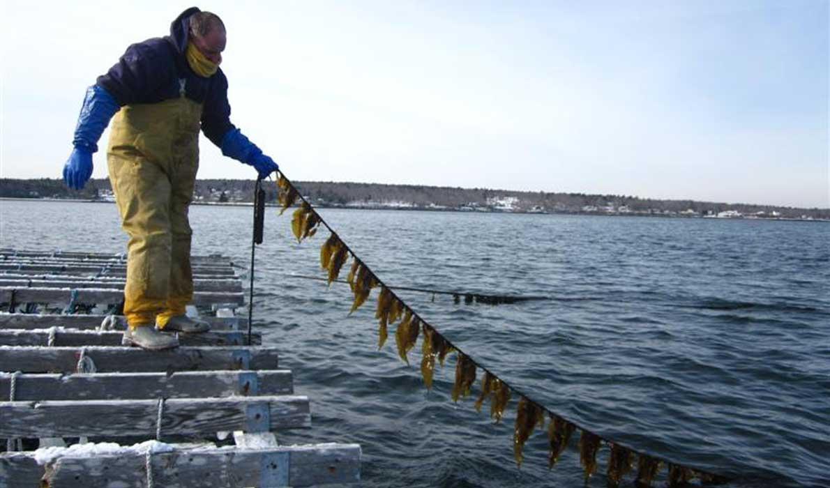 Kelp being grown