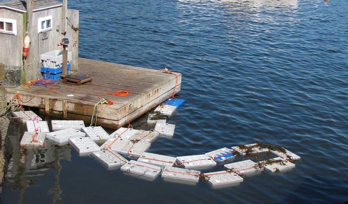 Vinalhaven Harbor lobster crates