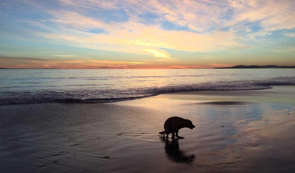 Dog on beach image