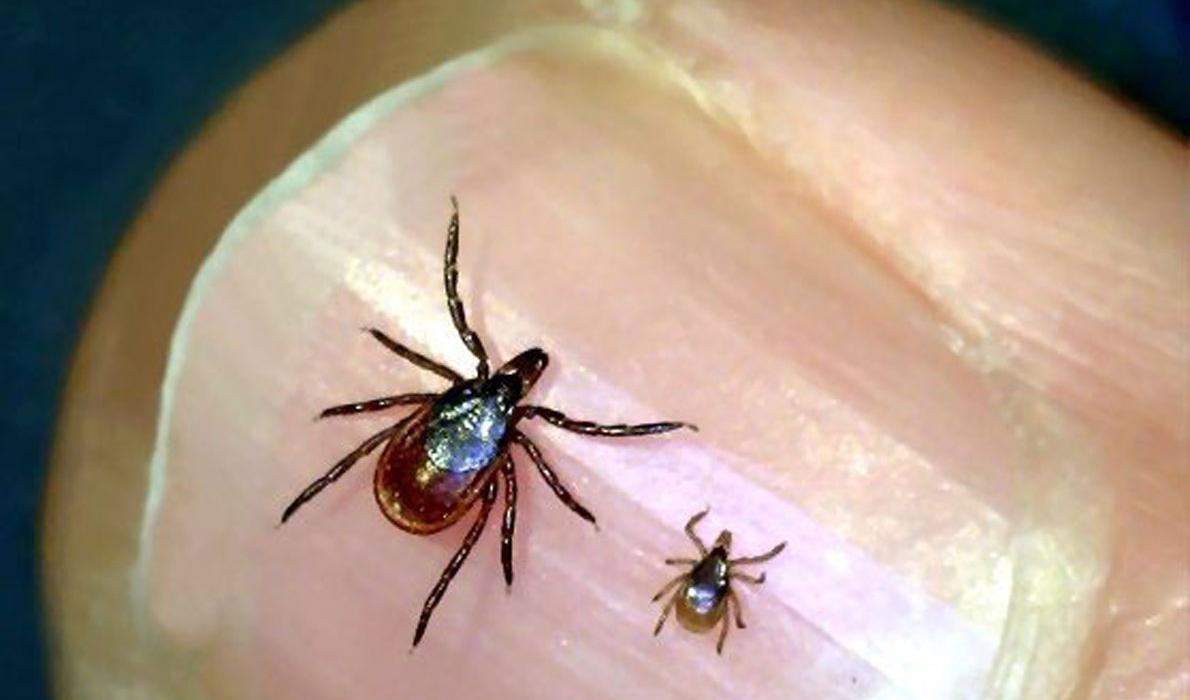 Adult and nymph ticks