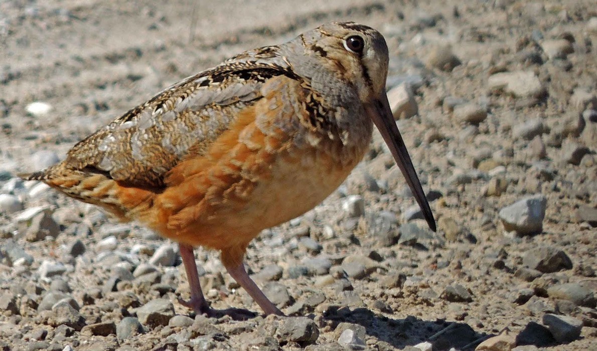 American woodcock