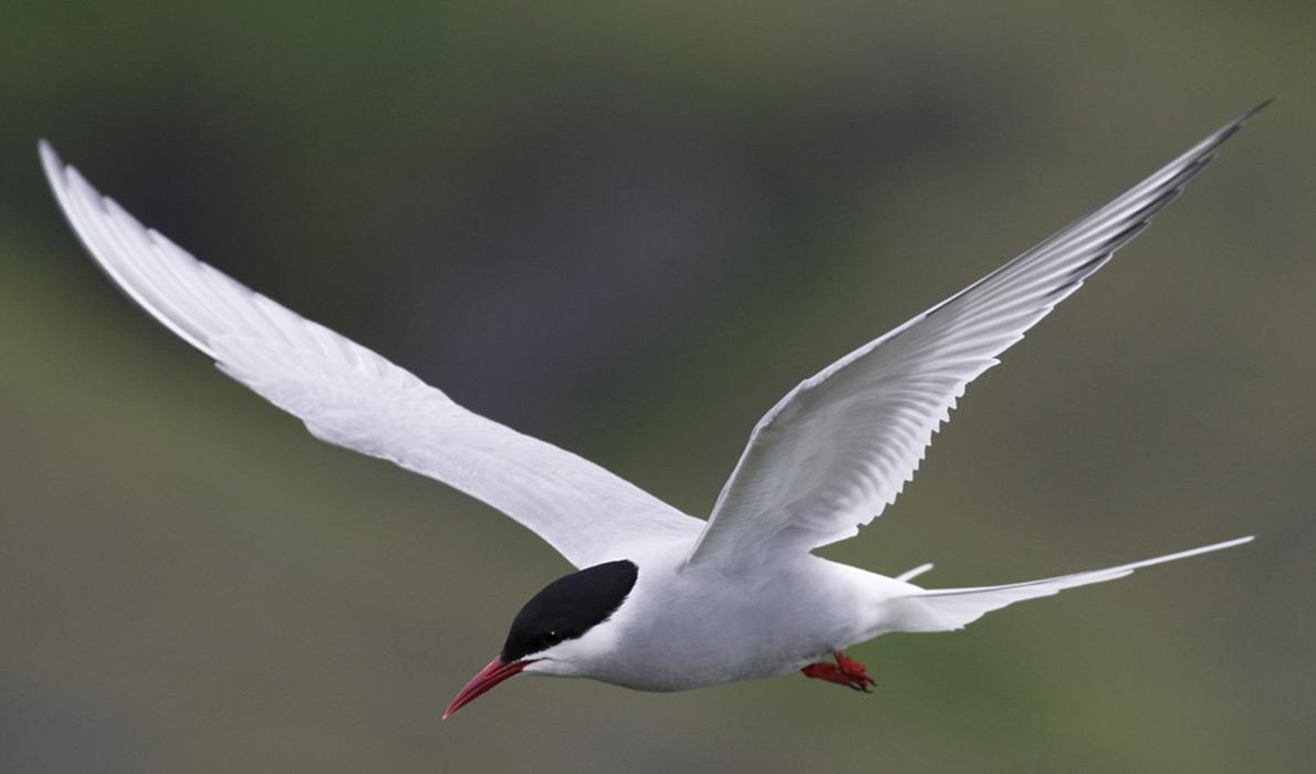 Arctic tern