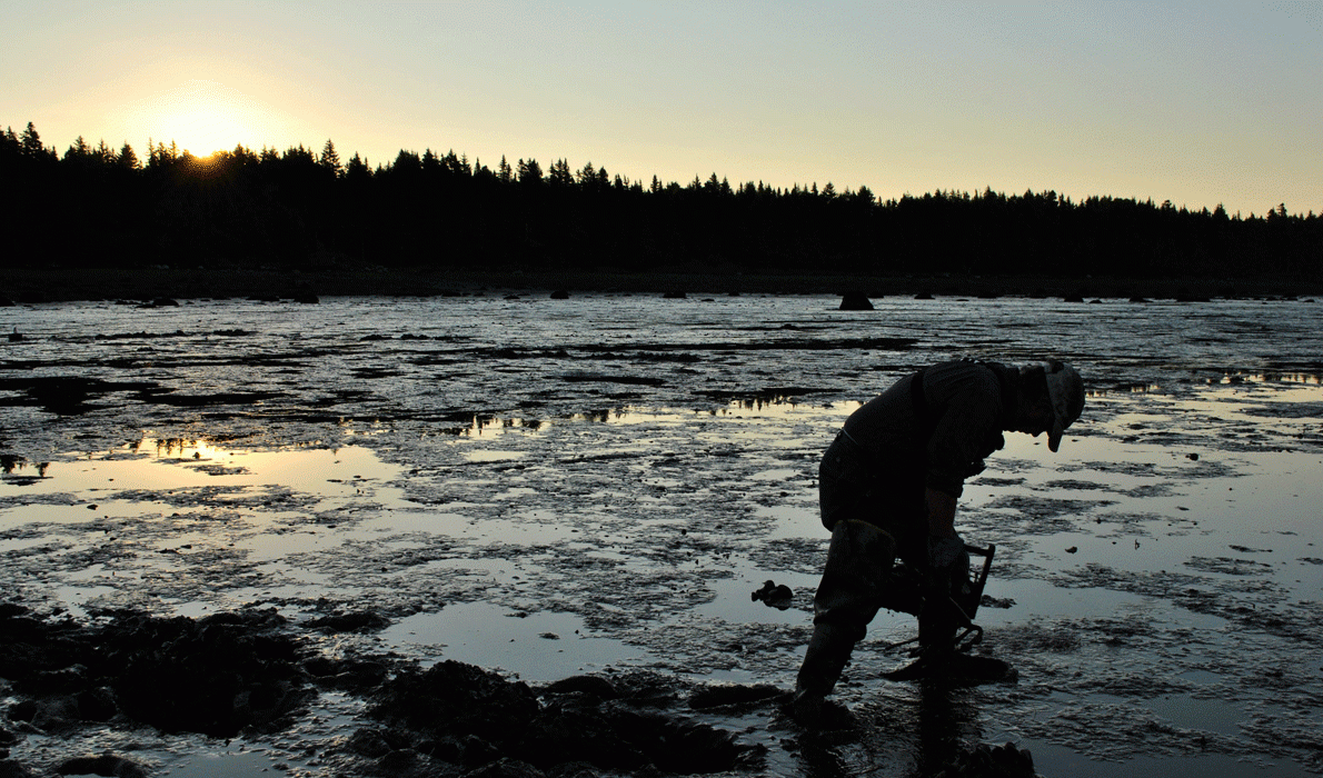 Digging for clams.