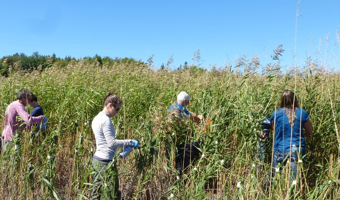 Volunteers work at removing invasive plants.